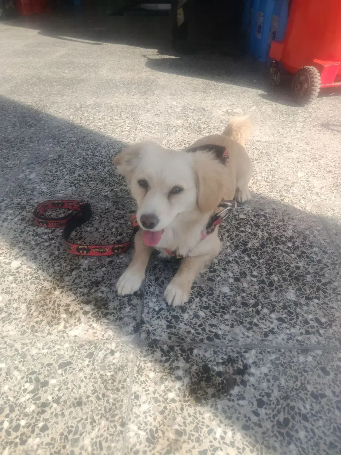 اشپیتز روباهی|سگ|شیراز, عفیف‌آباد|دیوار