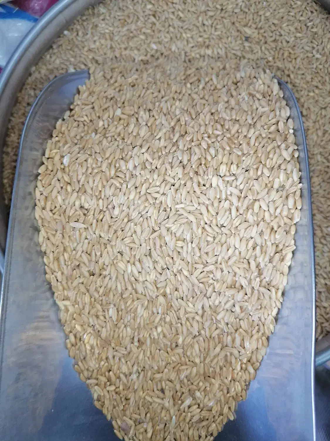 گندم کیسه ای53|لوازم جانبی حیوانات|قم, وادی السلام|دیوار