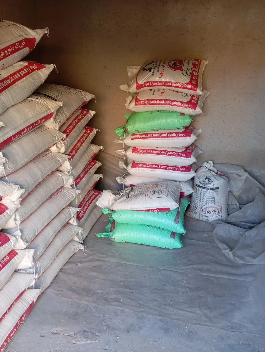 گندم بذری پیشگام|عمده‌فروشی|گنبد کاووس, |دیوار