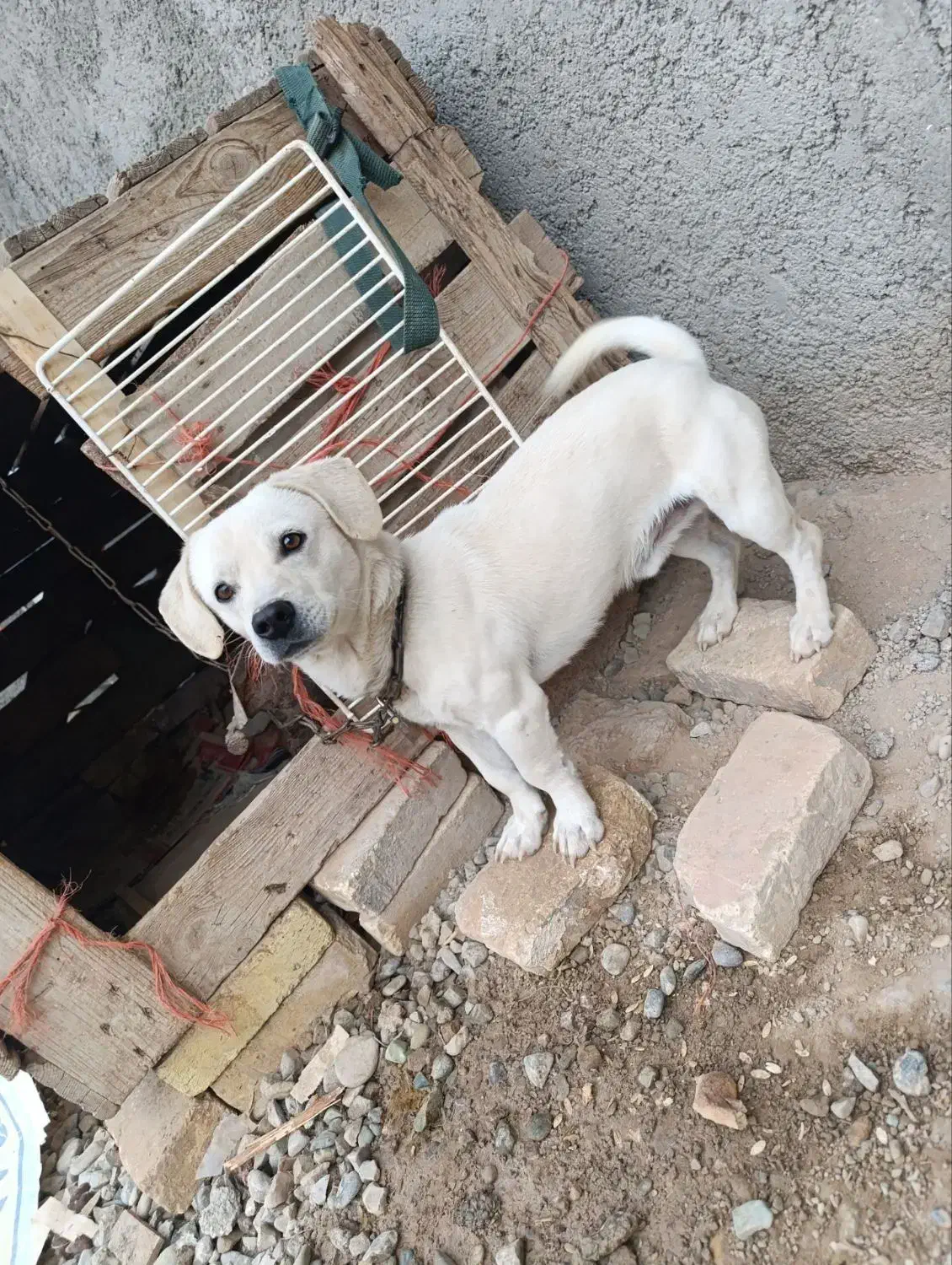 سگ پاپی سالم سلامت دهن پاک ۲تومان|سگ|جوادآباد, |دیوار