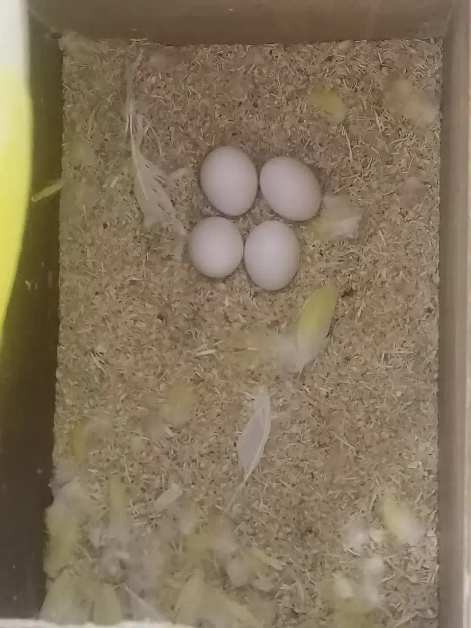 جفت کوتوله اوپال کارداده|پرنده|یزد, |دیوار