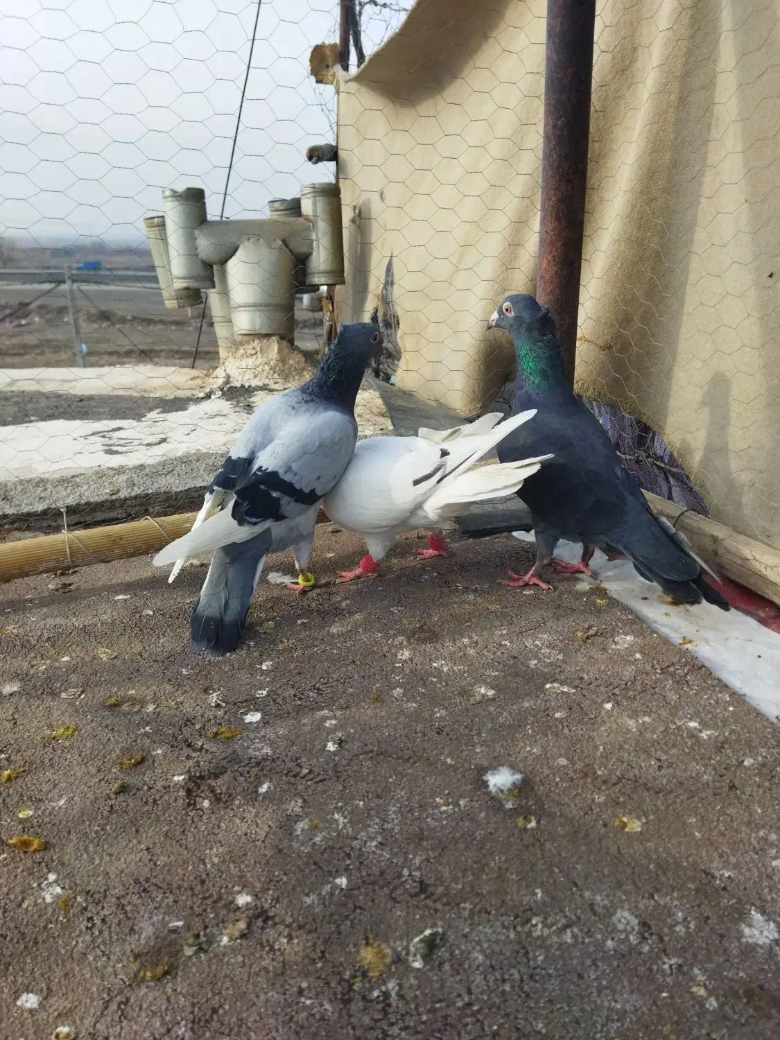 سلام سه عدد ماده|حیوانات|مشهد, نوده|دیوار