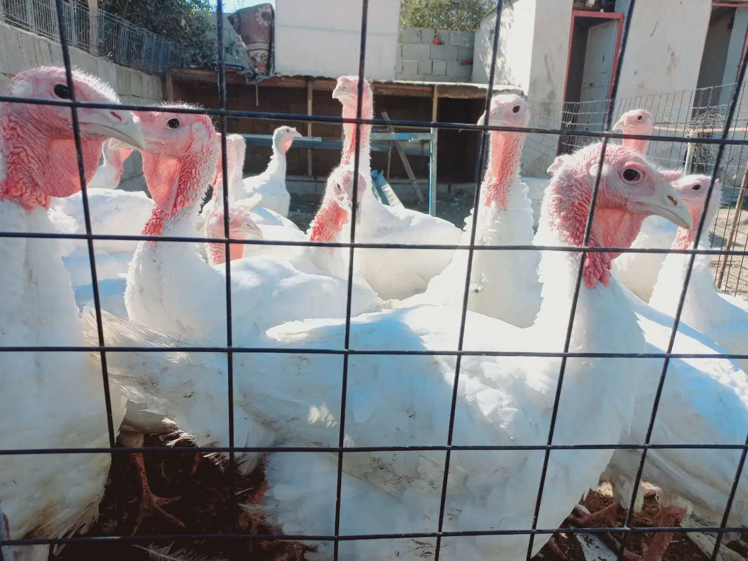 بوقلمون بیوتی|حیوانات مزرعه|گنبد کاووس, |دیوار