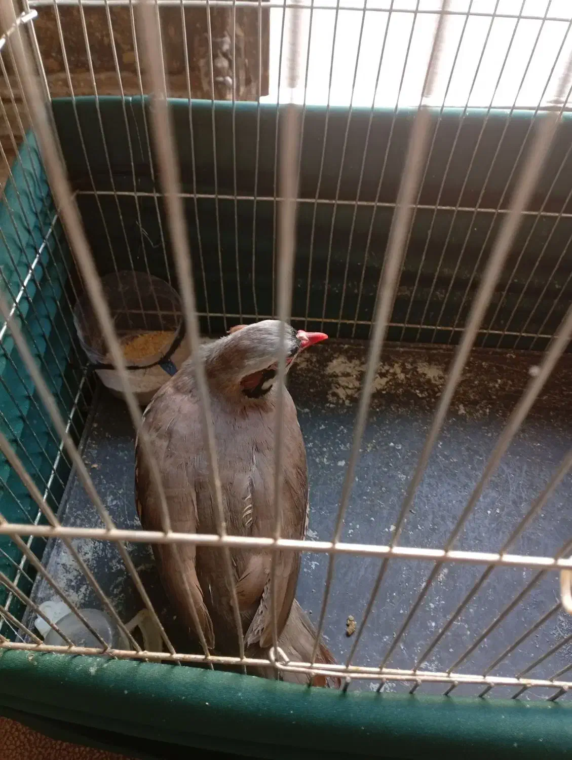 بلدرچین|حیوانات مزرعه|وحیدیه, |دیوار