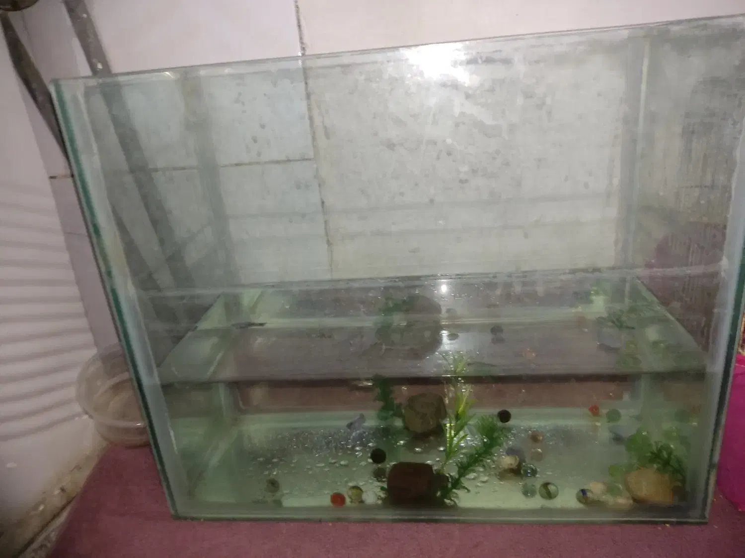 آکواریوم و ماهی|ماهی|شاهرود, |دیوار