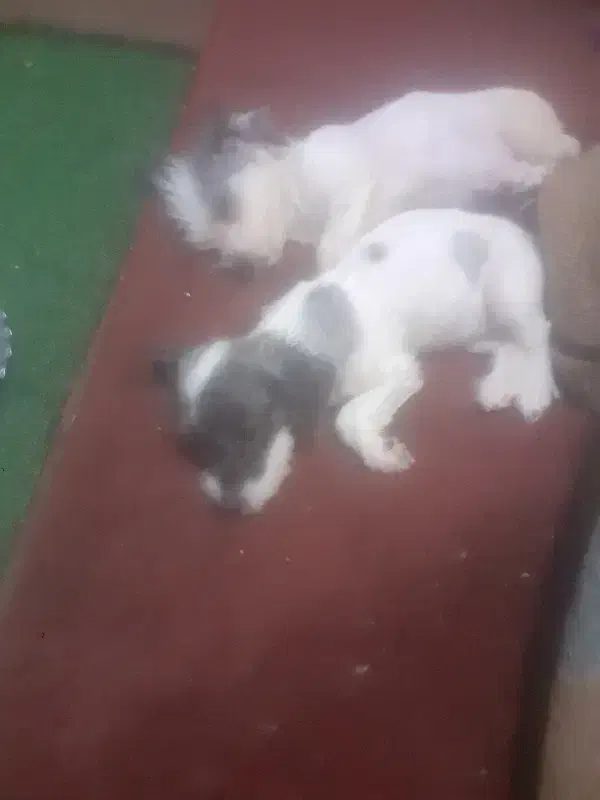 فروش سگ شیتزو و توله سگ شیتزو|سگ|اهواز, کوی باهنر|دیوار