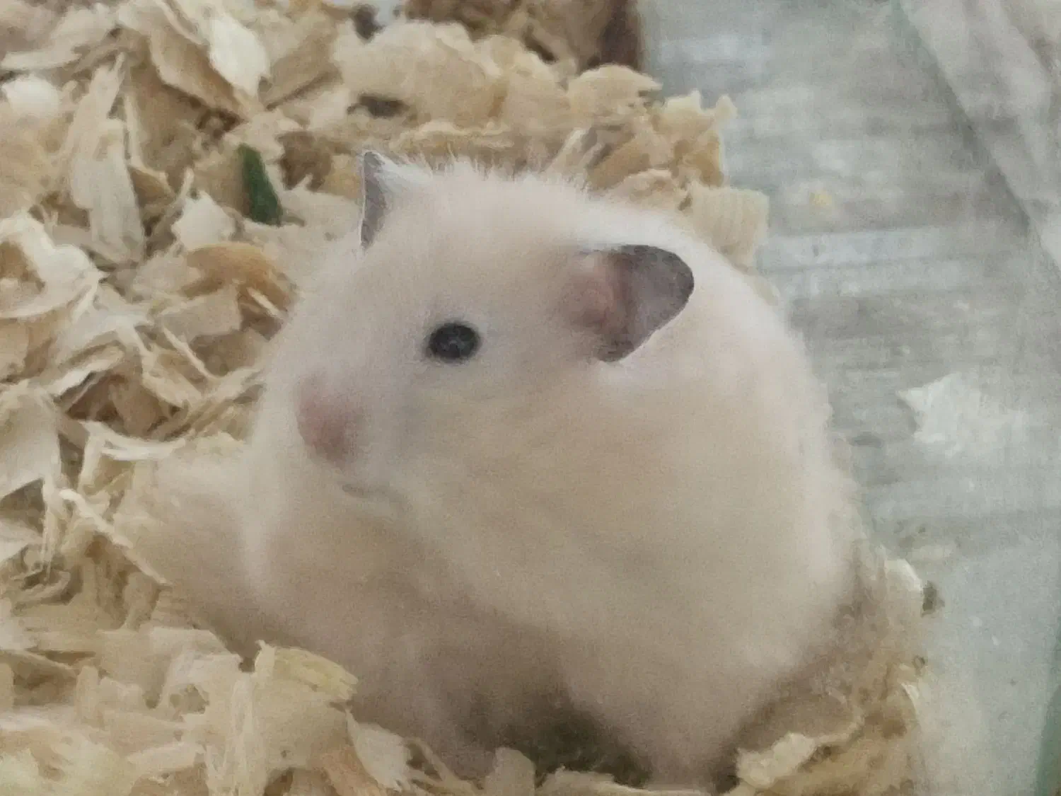 حراج همستر|موش و خرگوش|کاشان, باهنر|دیوار