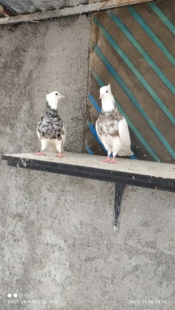 پرنده طوقی حیوانات.بی نقص|پرنده|کرمانشاه, |دیوار