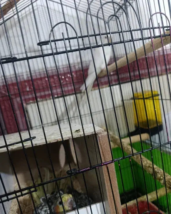 عروس نرماده تضمین تخم جوجه ماده تمام دستی پامر|پرنده|نرماشیر, |دیوار