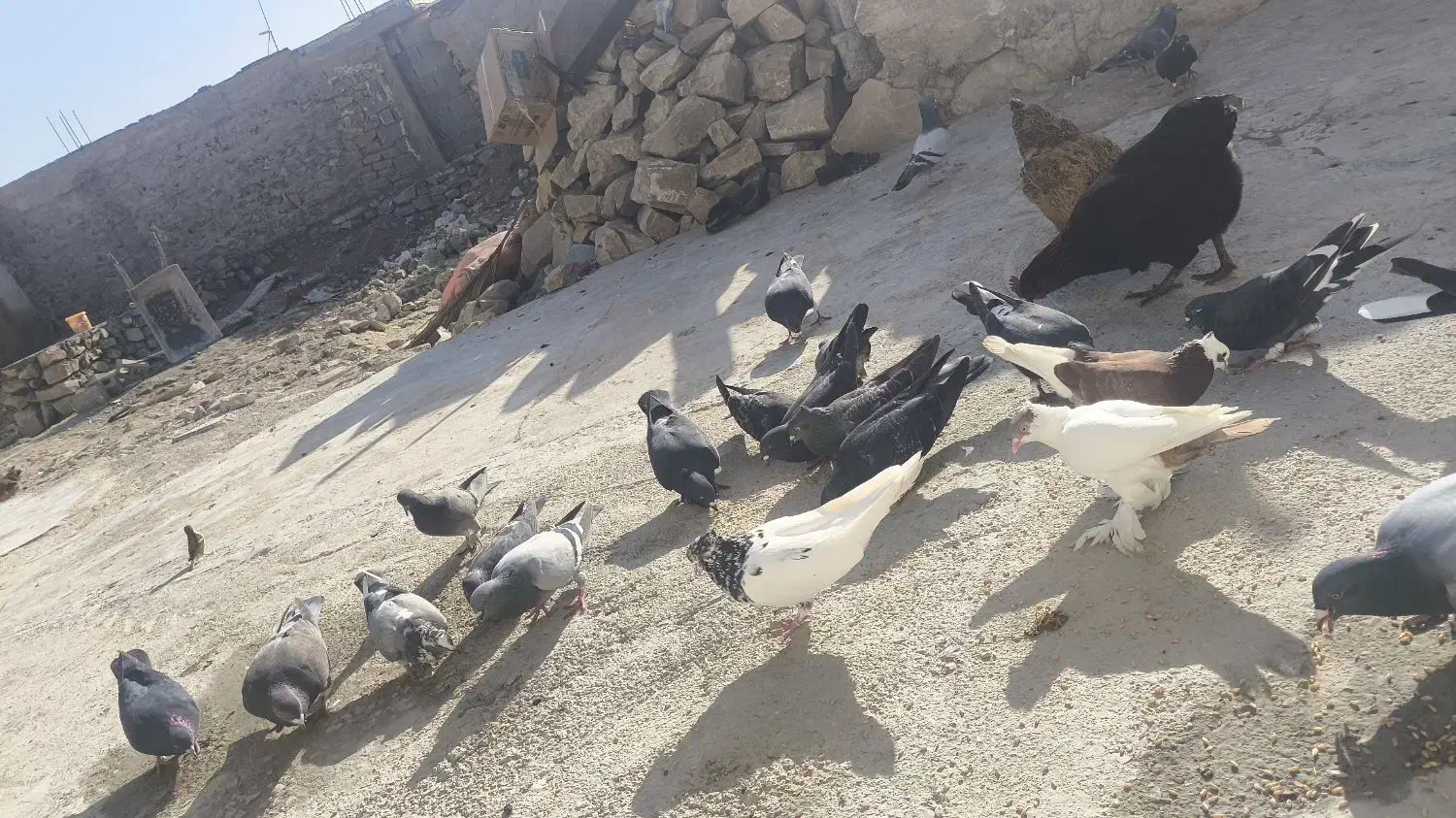 کبوتر|پرنده|دهدشت, |دیوار