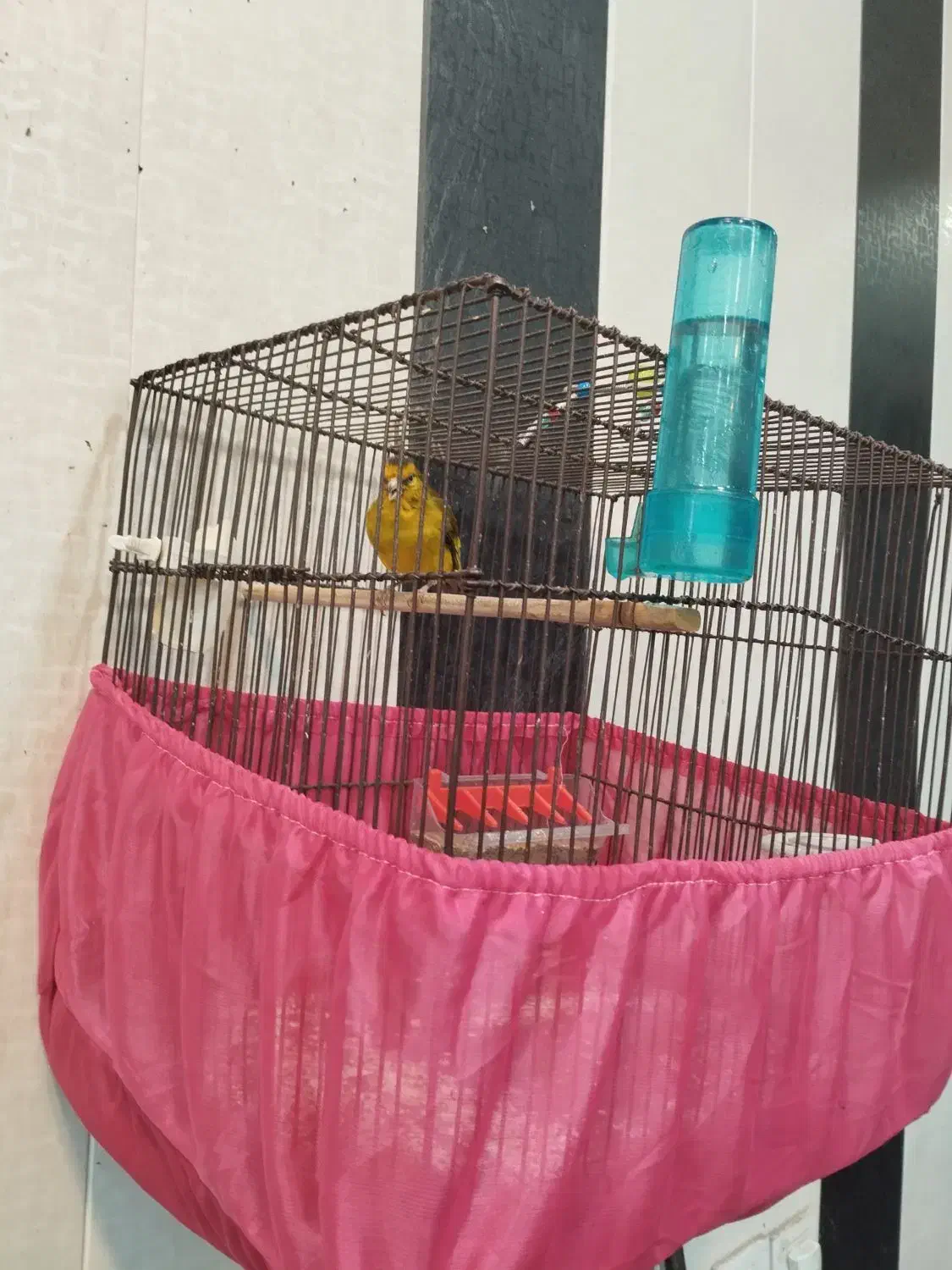 سهره قناری، سهره نر|پرنده|شهریار, شهریار|دیوار