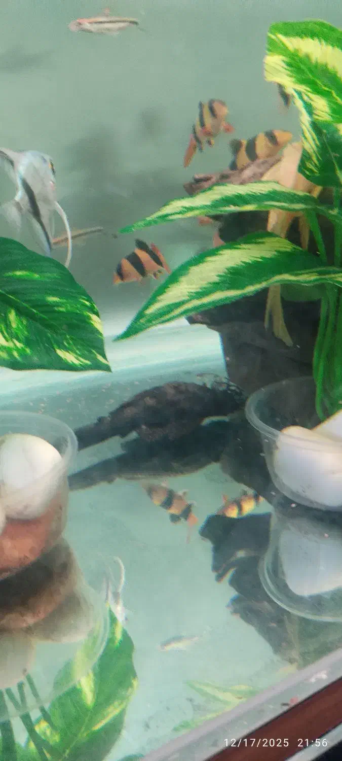 کت ال ۵۹ سایز مولد نر|ماهی|کرمان, |دیوار