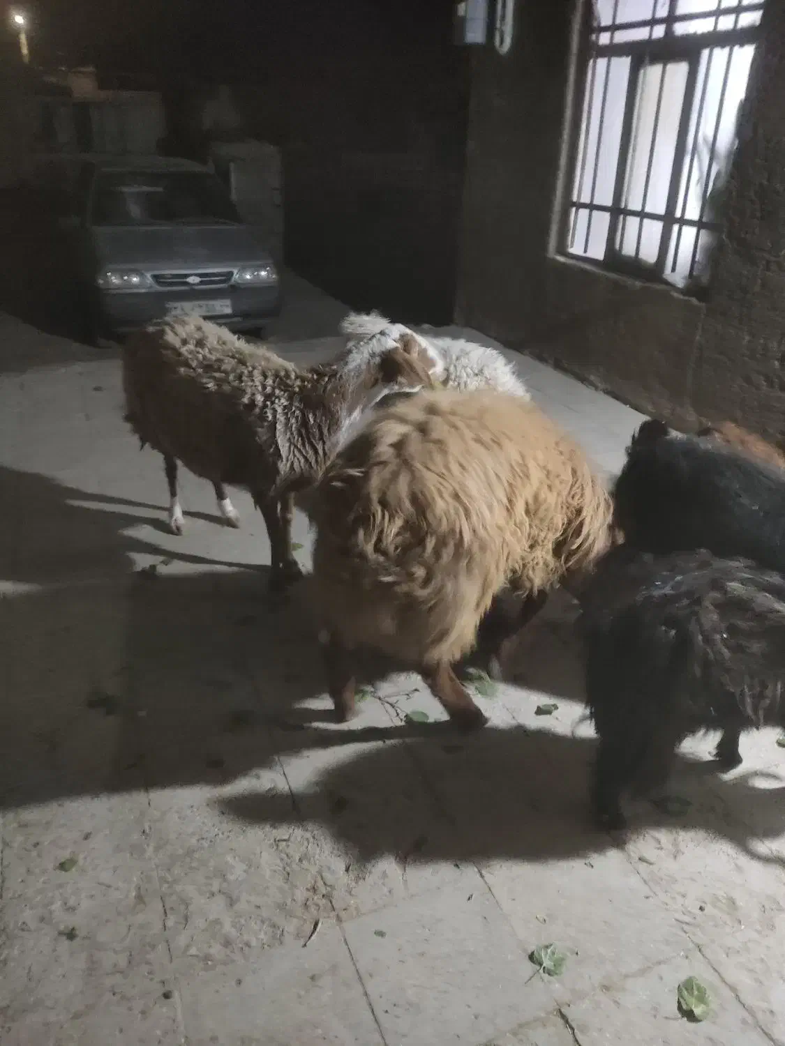 میش ایست وبره نر|حیوانات مزرعه|درمیان, |دیوار