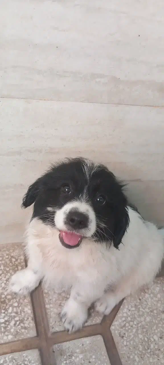 سگ بازیگوش وخندان|سگ|سبزوار, جوادیه شرقی|دیوار