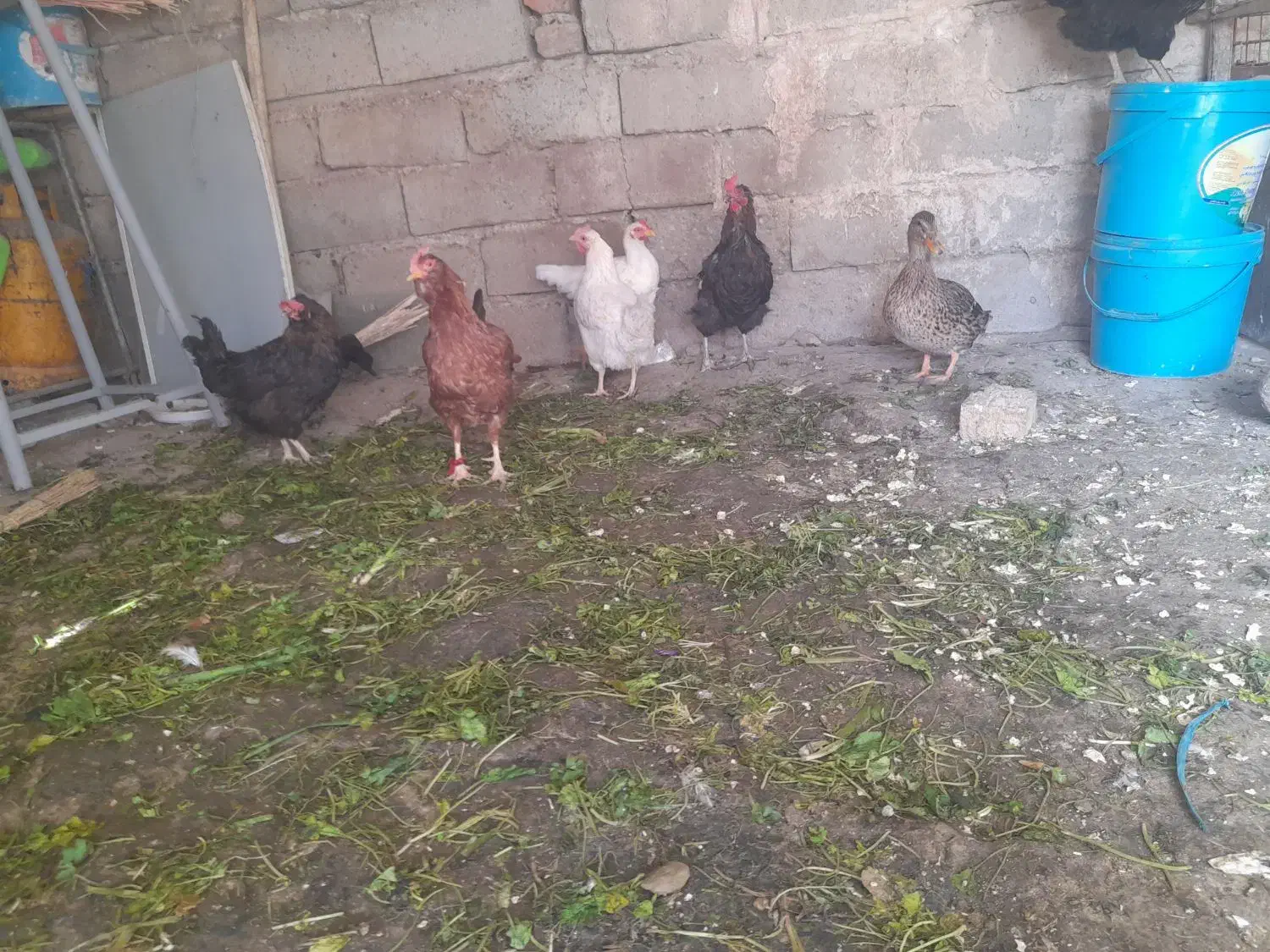 مرغ واردک|حیوانات مزرعه|صحنه, |دیوار