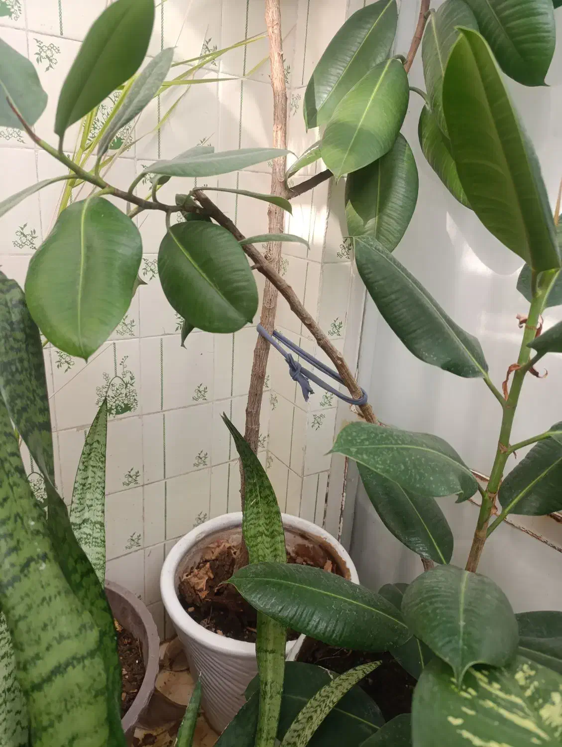 گل آپارتمانی  فیکوس|گل و گیاه طبیعی|شاهرود, |دیوار