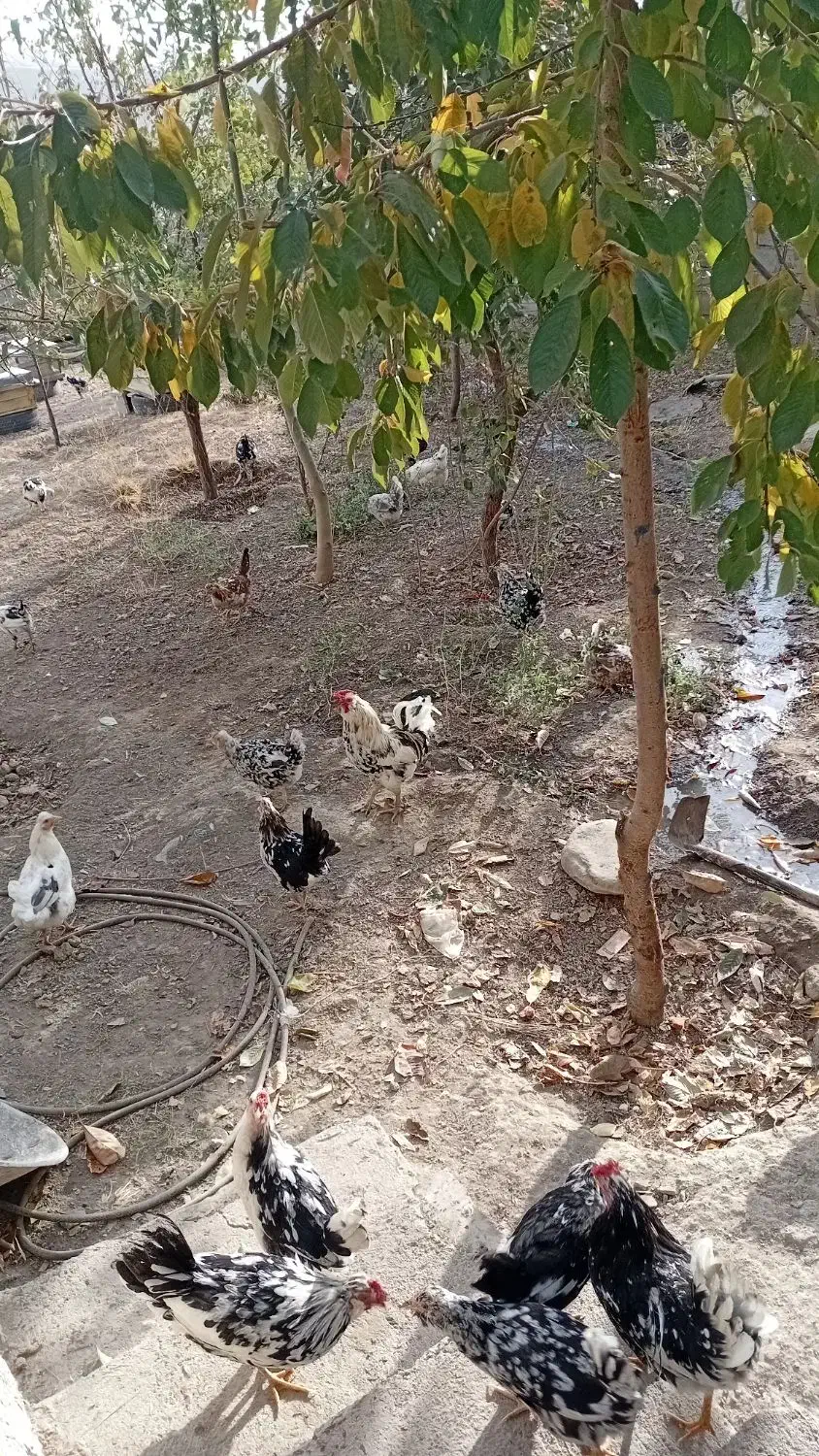 مرغ وخروس  گلین|حیوانات مزرعه|تیکمه داش, |دیوار