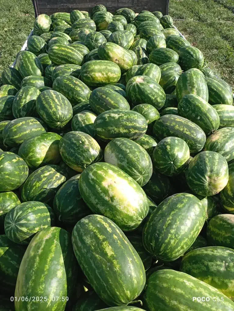 نیازمند پنج تا ده نفر کارگر برا کشت هندوانه|استخدام صنعتی، فنی، مهندسی|ایرانشهر, |دیوار