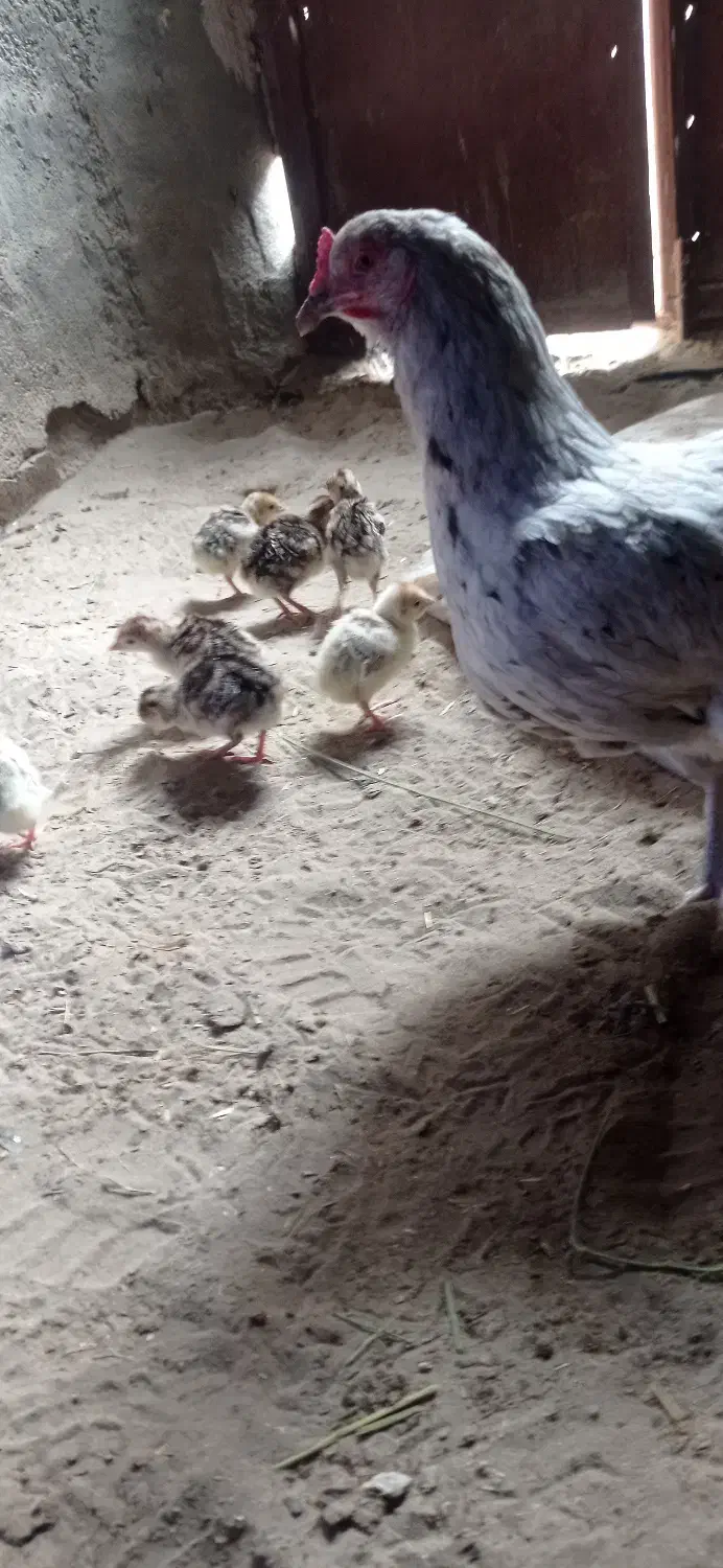 بوقلمون .کشک سفید .دوغ|حیوانات مزرعه|هامون, |دیوار