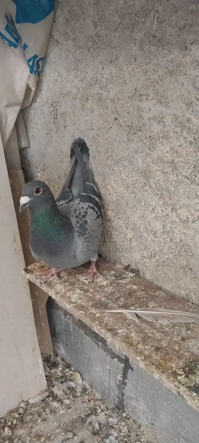 کفتر ی کبوتر|پرنده|مرودشت, ولایت|دیوار