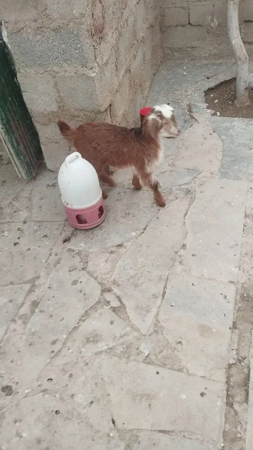 بز غاله|حیوانات مزرعه|بیجار, |دیوار