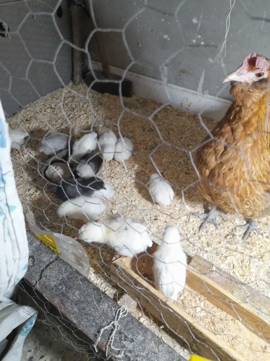 سلام مرغ محلی  با۱۲جوجه درخورموج هستم|حیوانات مزرعه|خورموج, |دیوار