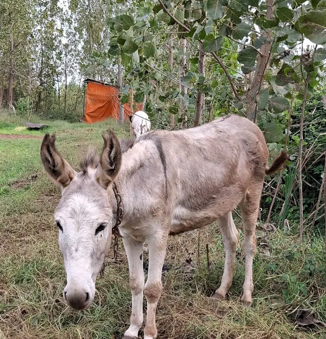 الاغ ماده|حیوانات مزرعه|سیاهکل, |دیوار