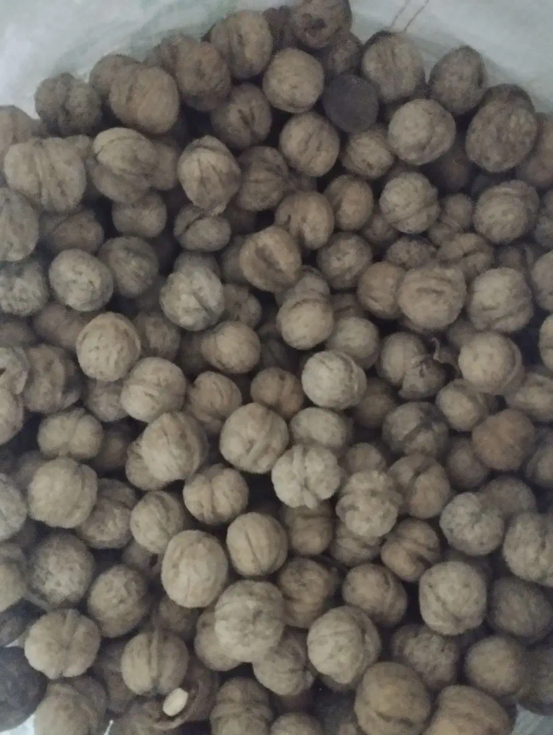 گردوی پر چرب و خوشمزه|خوردنی و آشامیدنی|میانه, |دیوار