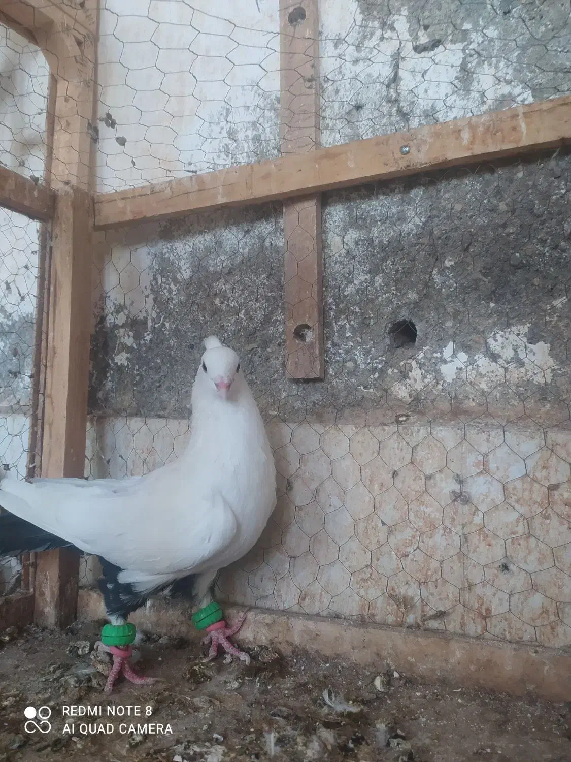 دم سیاه،پشت سرخ ،کاکلی،کبوتر،|پرنده|کاشمر, |دیوار