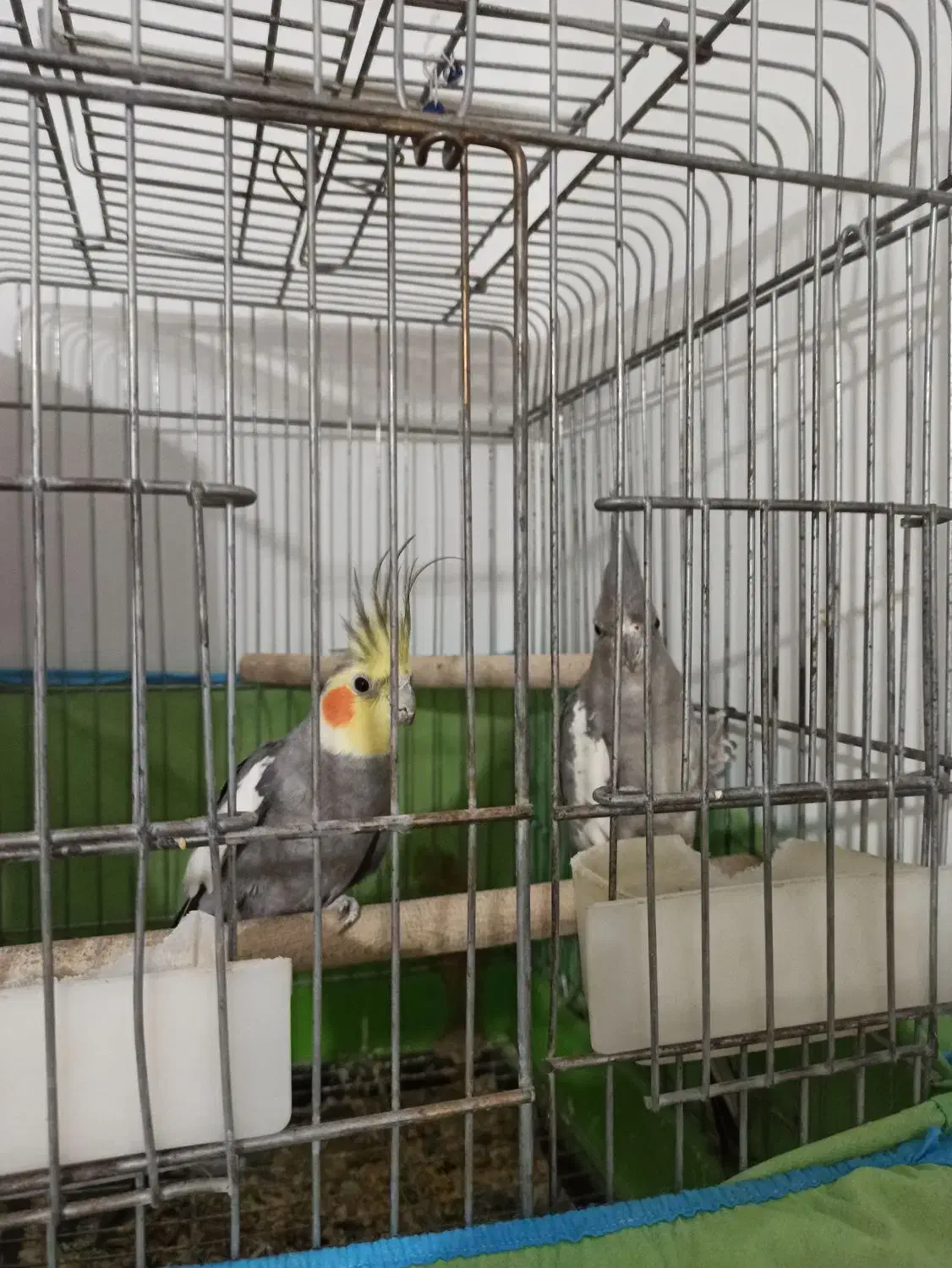 عروس هلندی|پرنده|اسلام‌شهر, شهرک امام حسین (میان آباد)|دیوار