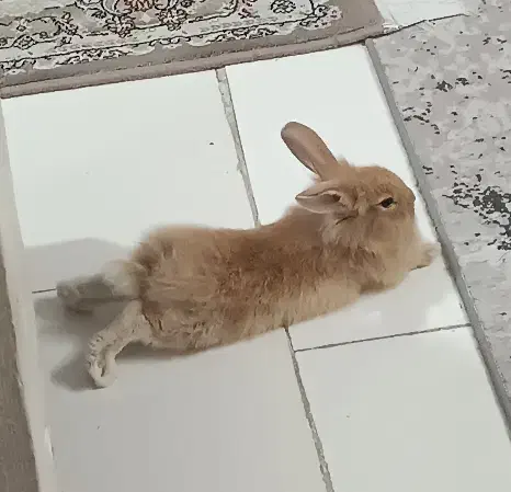 خرگوش نر|موش و خرگوش|اسلام‌شهر, شهرک واوان|دیوار