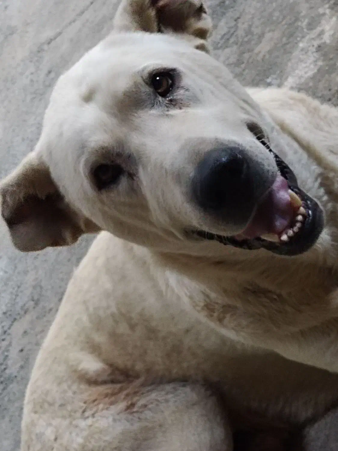 گمشده|حیوانات|بوکان, |دیوار