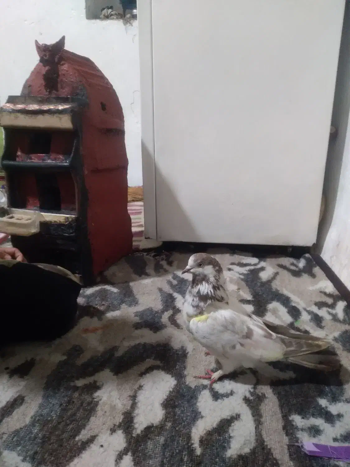 عکس|پرنده|کوهدشت, |دیوار