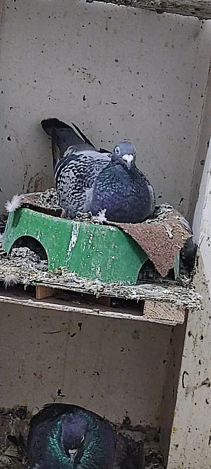 پلاکی|پرنده|مسجد سلیمان, |دیوار