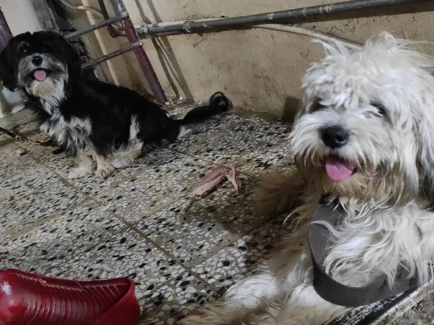 سگ فروشی|سگ|دزفول, |دیوار