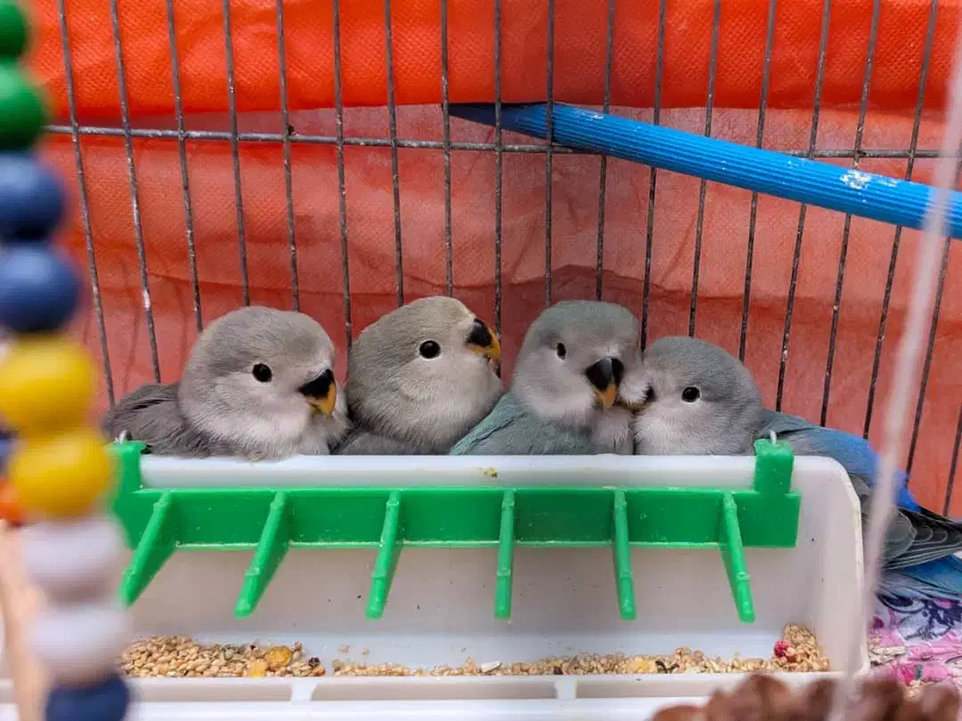 جوجه کوتوله دستی|پرنده|شهرضا, |دیوار