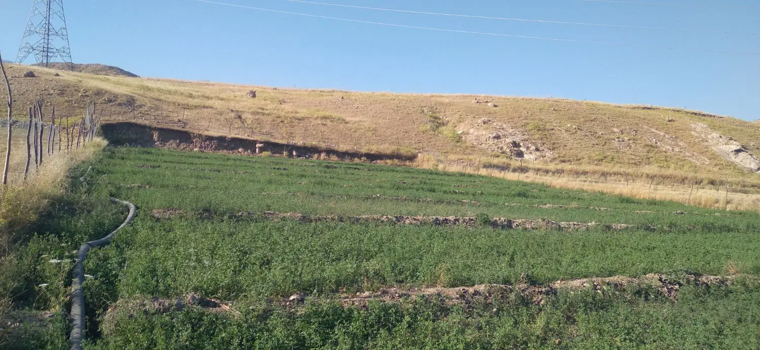 یونجه|لوازم جانبی حیوانات|آبدانان, |دیوار