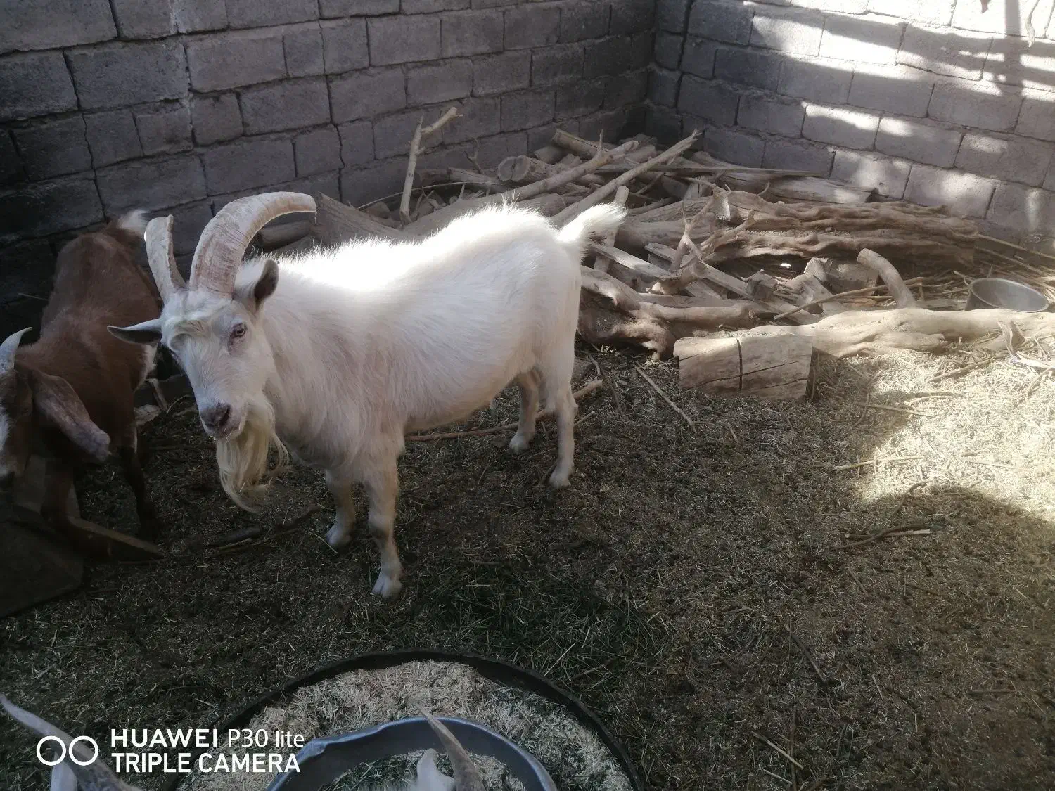 نری سانن|حیوانات مزرعه|گلباف, |دیوار