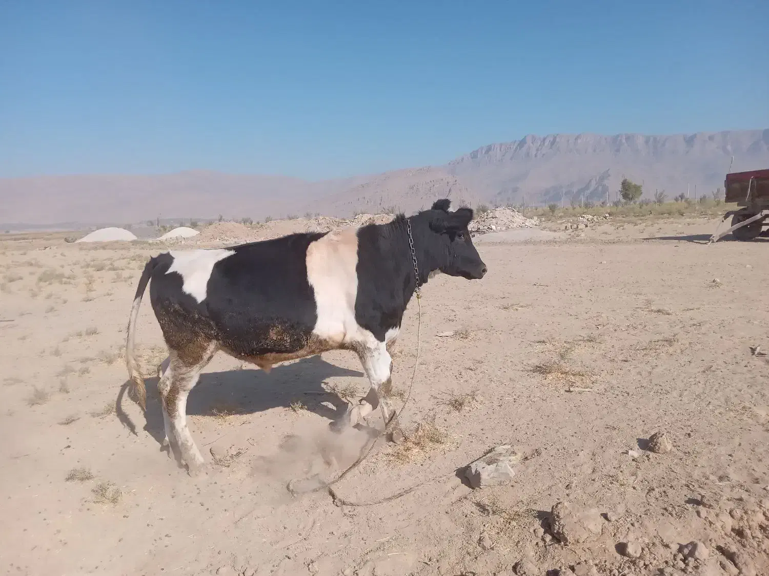 گوساله نر بیضا|حیوانات مزرعه|شیراز, گویم|دیوار