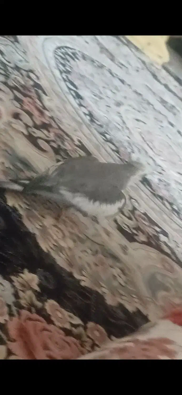 گمشده عروس هلندی|حیوانات|فردیس, شهرک ارم|دیوار