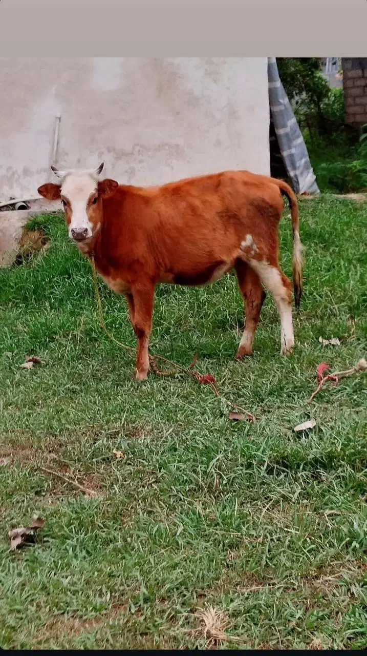 گاو گوساله چالوسی گاو ابستن|حیوانات مزرعه|رشت, پسیخان|دیوار