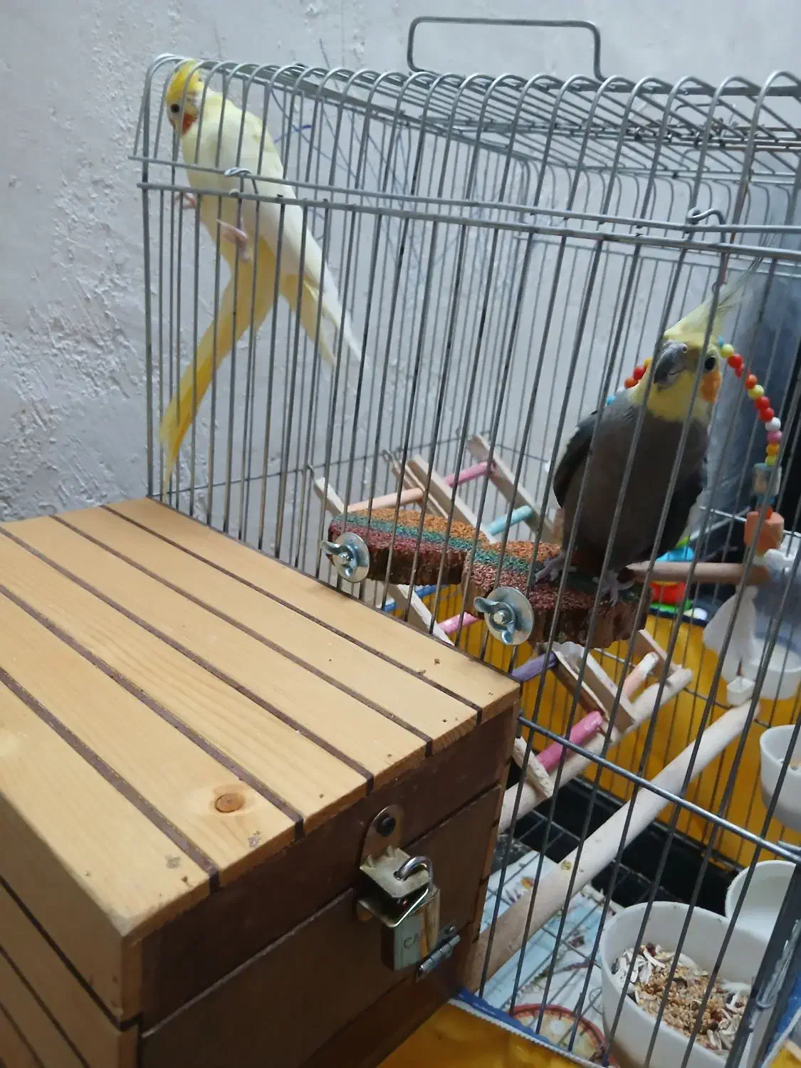 یک جفت عروس هلندی سالم و سر حال|پرنده|مرودشت, ژیان|دیوار