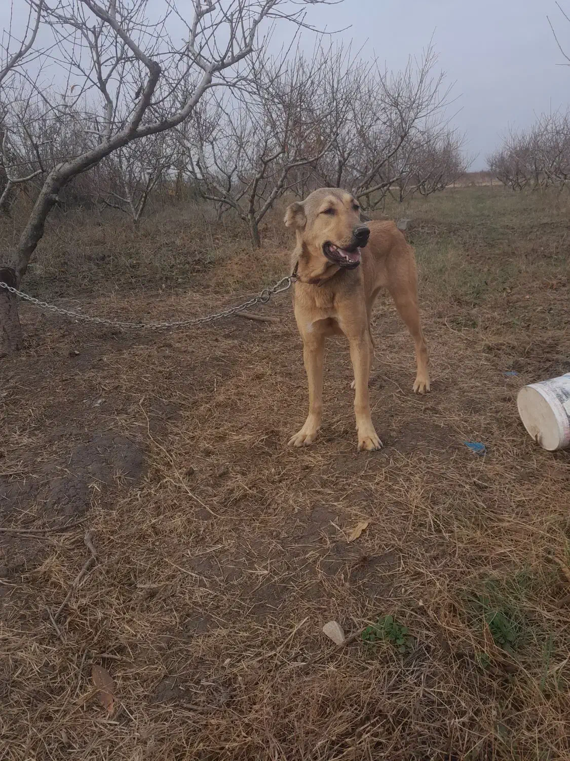 سرابی ماده|سگ|نکا, |دیوار