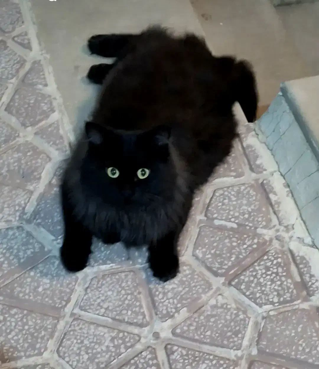 گربه گمشده|حیوانات|شیراز, غدیر شمالی|دیوار