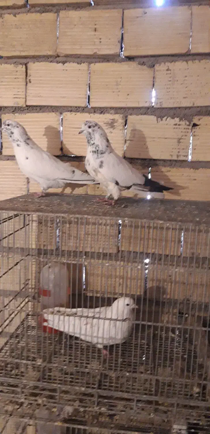 کبوتر|پرنده|اردبیل, |دیوار