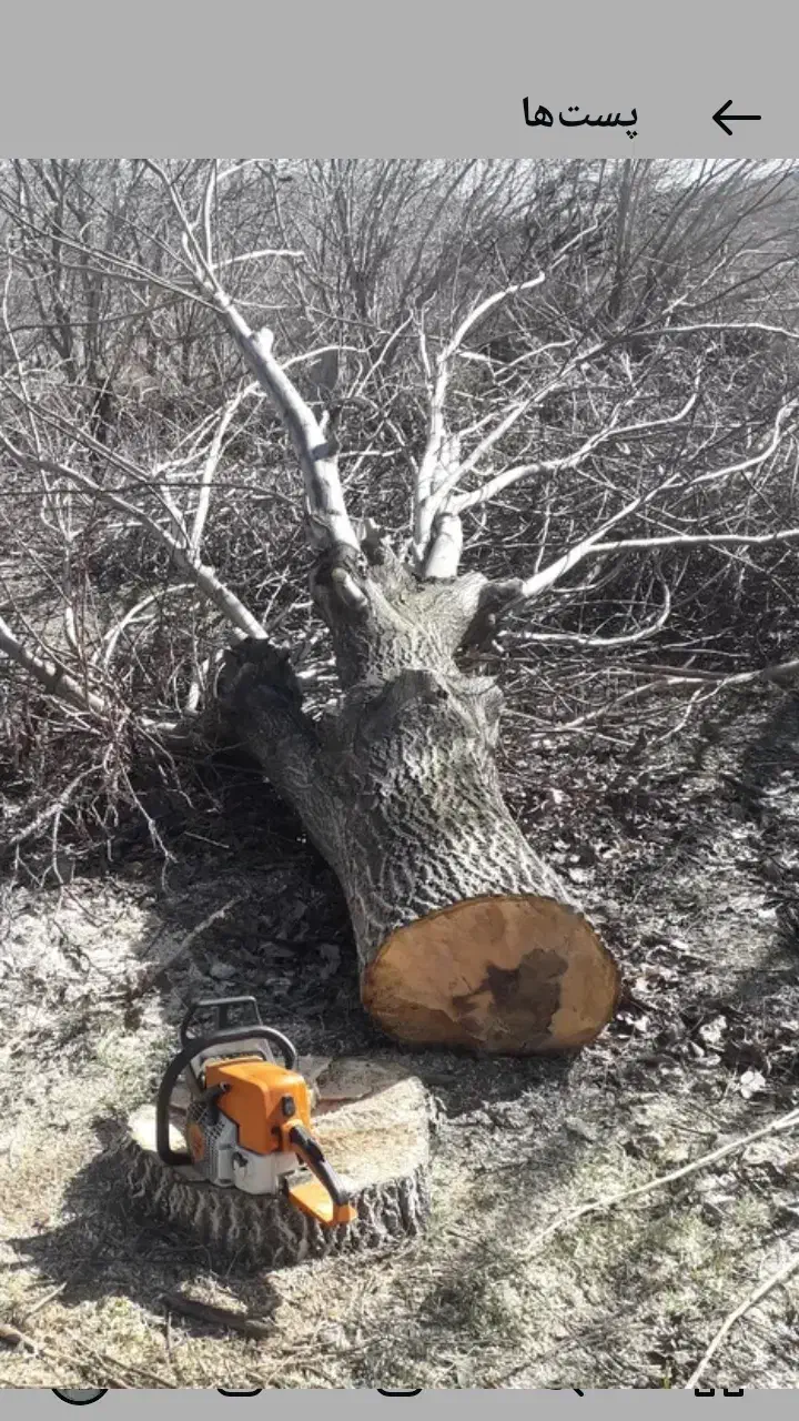 خریدانواع چوب ودرخت باقیمت روز|خدمات باغبانی و درختکاری|صحنه, |دیوار