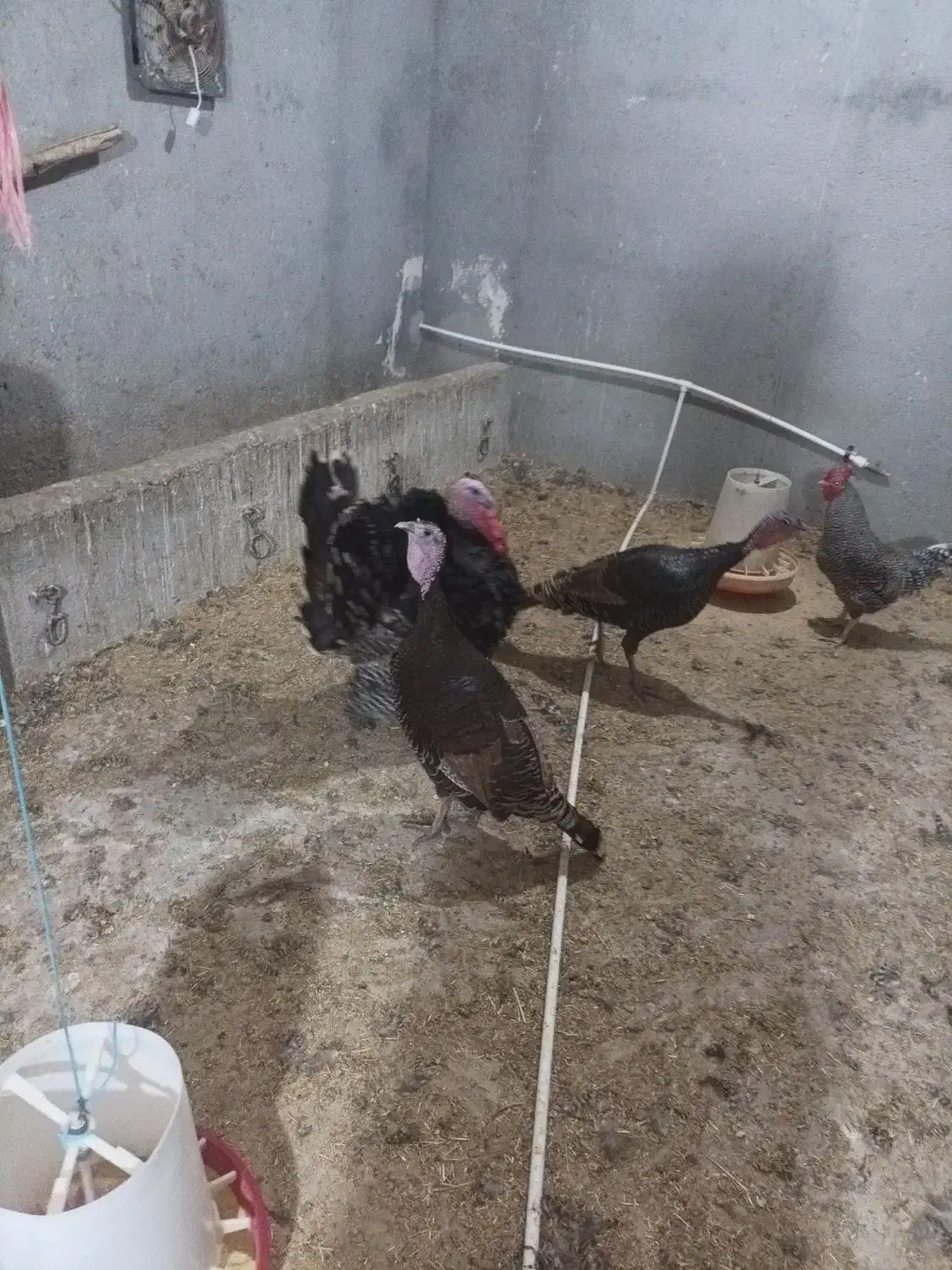 بوغلمون جوان امسالی|حیوانات مزرعه|اردبیل, |دیوار