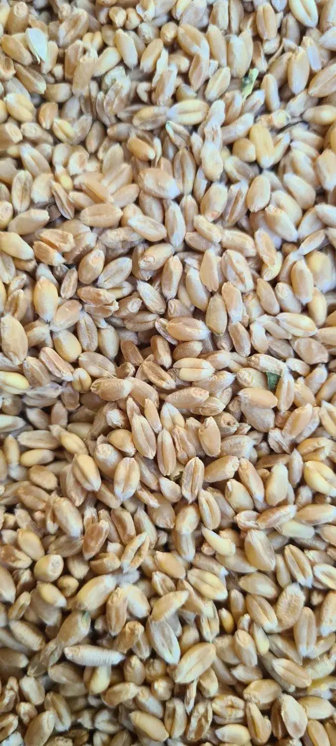 گندم بذر پیشگام خالص و بوجاری شده بدون آشغال و ...|عمده‌فروشی|اصفهان, براآن شمالی|دیوار