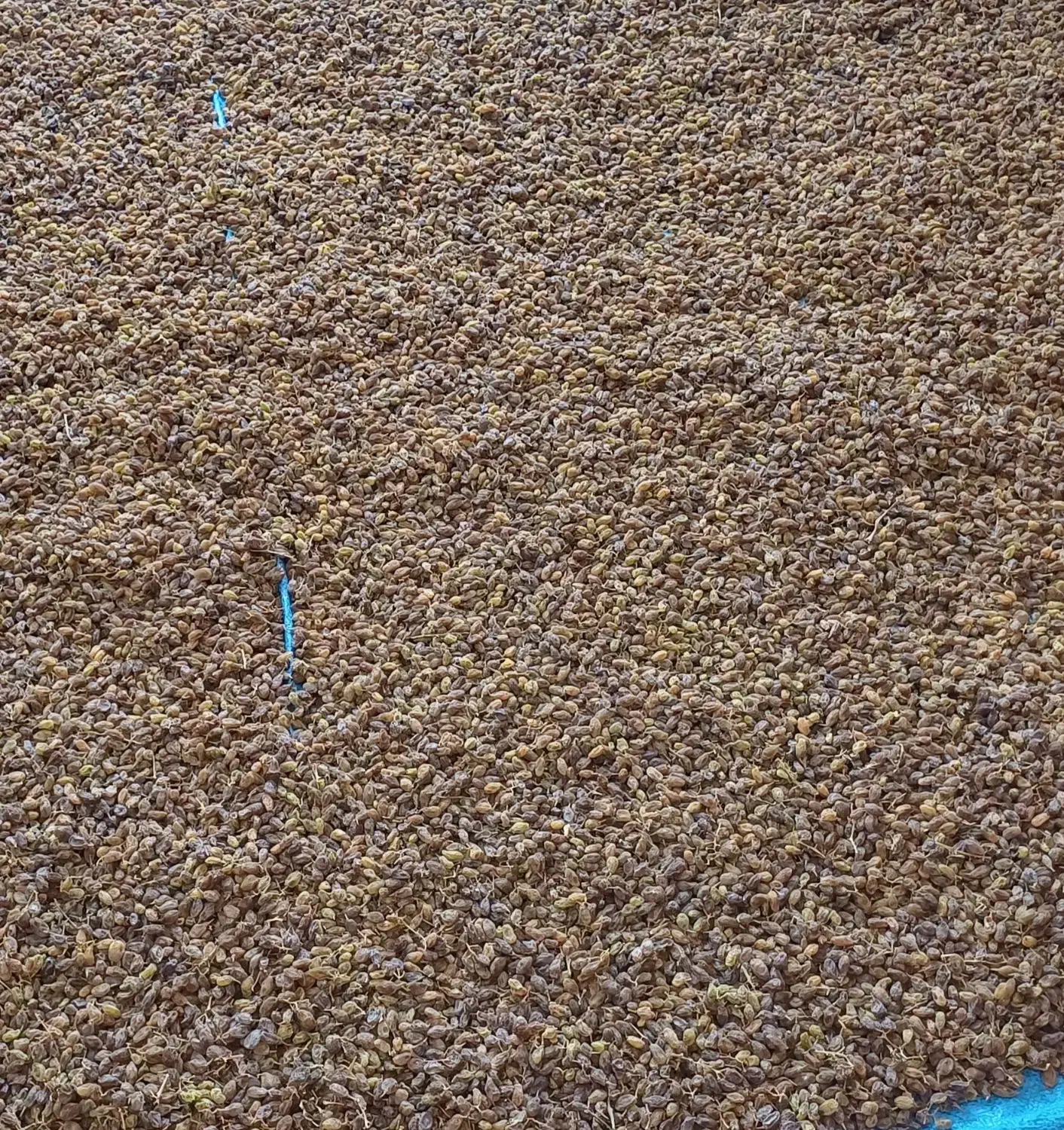 کشمش مروست|خوردنی و آشامیدنی|یزد, |دیوار