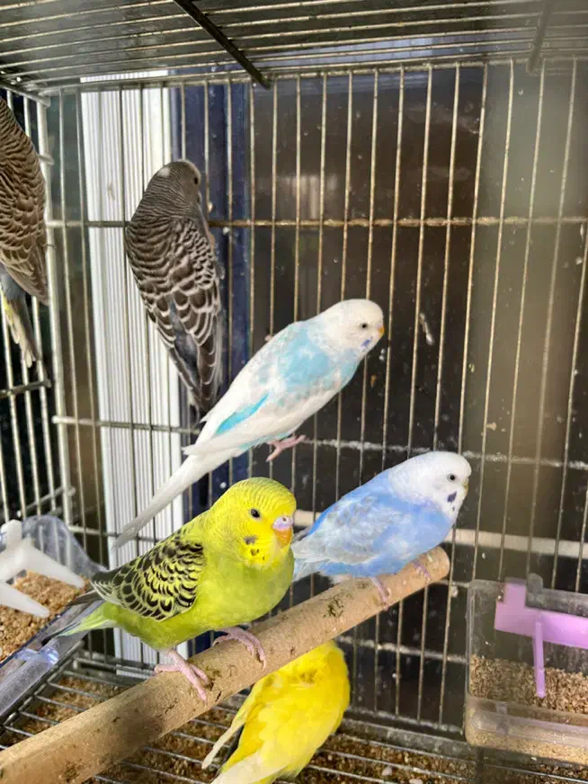 تنها فروشگاه گارانتی دار با ارسال رای*گان در شیراز|ماهی|شیراز, شهرک گلستان|دیوار